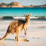 expat filing taxes in australia