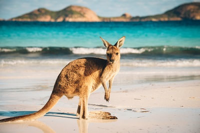 expat filing taxes in australia