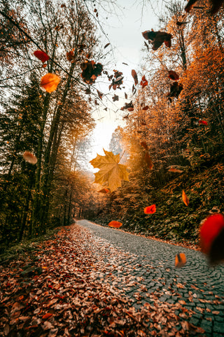 running trail covered in fallen leaves