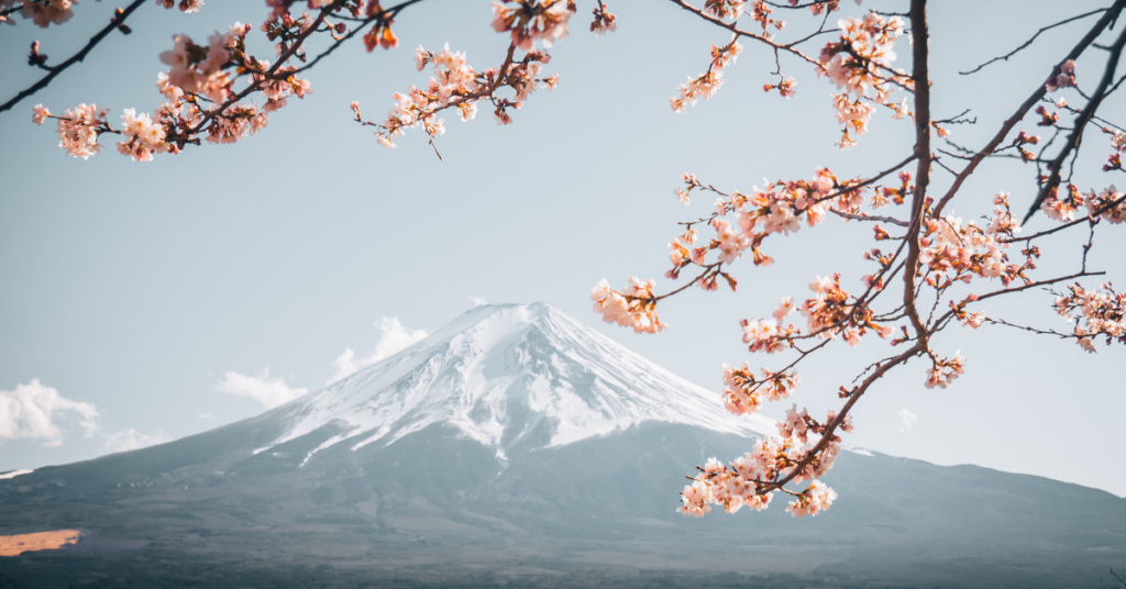 Cherry blossoms in Japan.