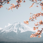 Cherry blossoms in Japan.